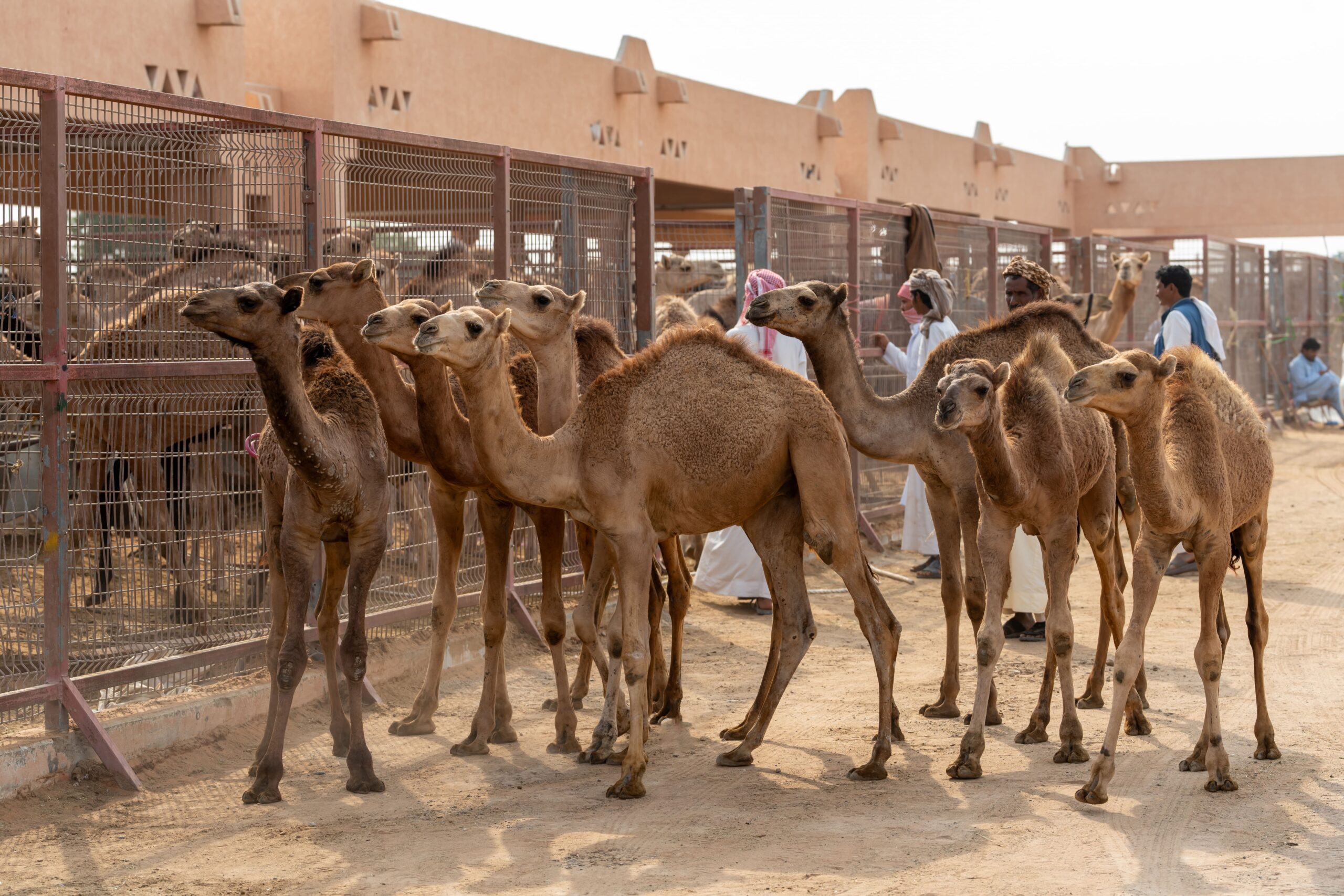 Al Ain Camel Market and Racing Track: Witness the Majesty of Camels in Action